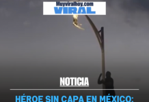 Héroe sin capa en México: joven arriesga su vida para salvar a una gaviota en peligro