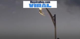 Héroe sin capa en México: joven arriesga su vida para salvar a una gaviota en peligro