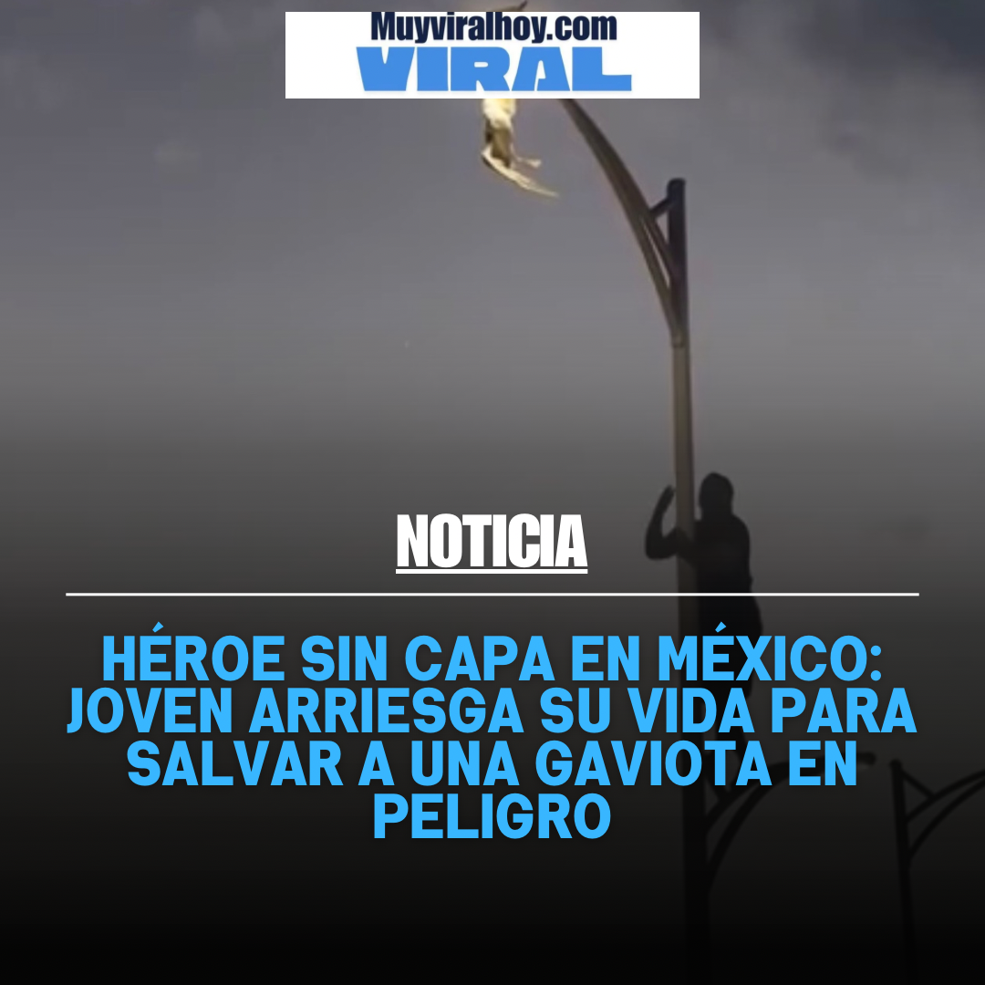 Héroe sin capa en México: joven arriesga su vida para salvar a una gaviota en peligro