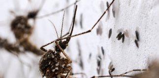 Liberan 30 millones de mosquitos por semana en Colombia para frenar dengue, zika y chikungunya