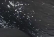 La sorprendente razón por la que la leche de las ballenas es tan espesa: un secreto de supervivencia bajo el océano
