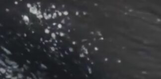 La sorprendente razón por la que la leche de las ballenas es tan espesa: un secreto de supervivencia bajo el océano