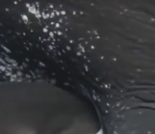 La sorprendente razón por la que la leche de las ballenas es tan espesa: un secreto de supervivencia bajo el océano