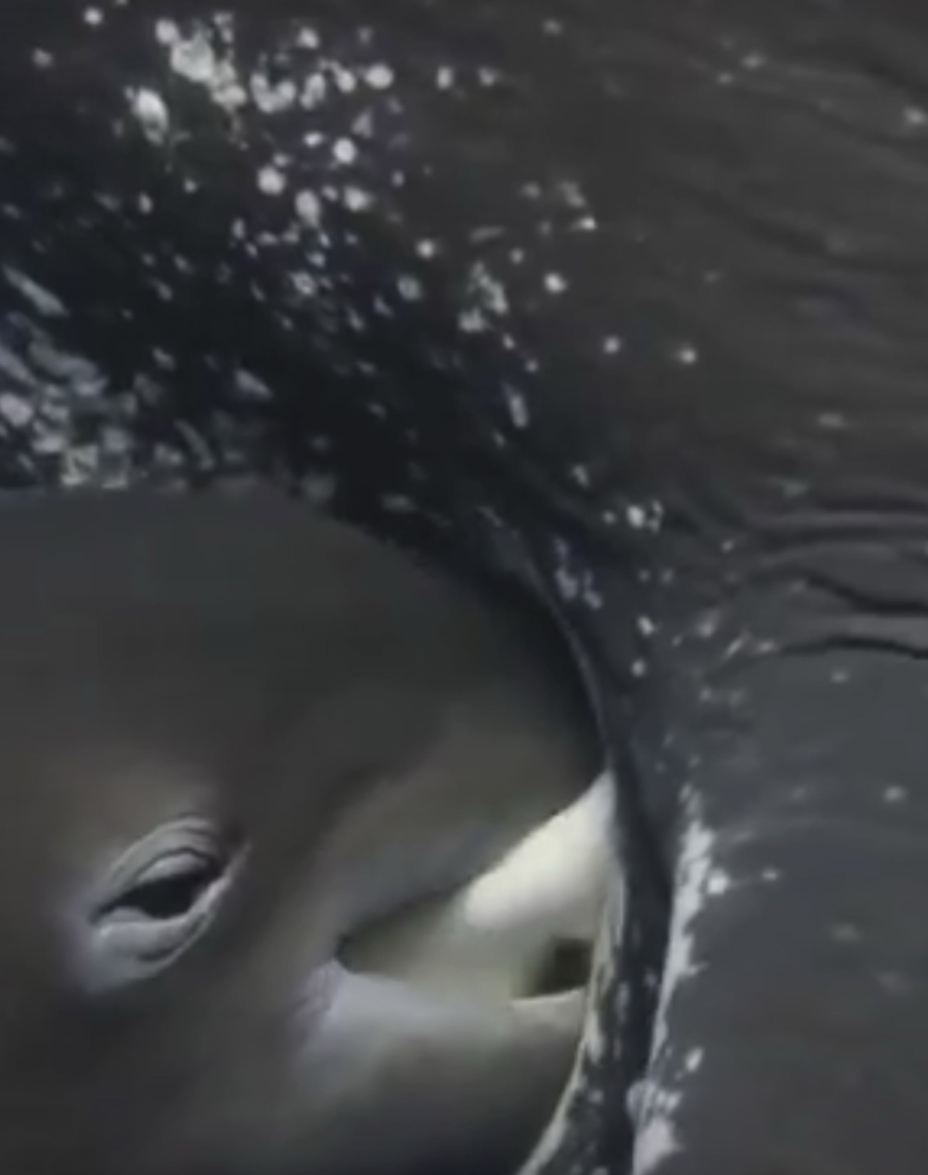 La sorprendente razón por la que la leche de las ballenas es tan espesa: un secreto de supervivencia bajo el océano
