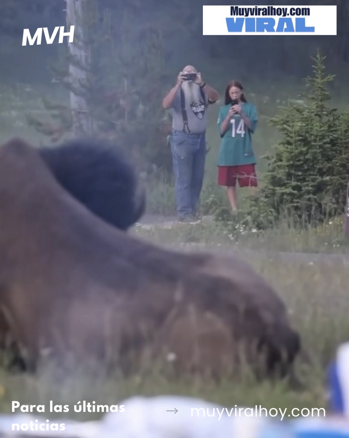 Turista resulta gravemente herido tras ser lanzado por un bisonte en impactante incidente