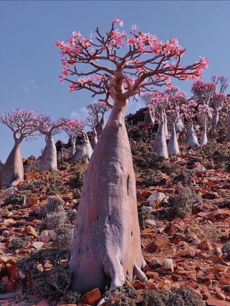 Socotra: la isla donde la naturaleza creó un mundo que parece de otro planeta 1