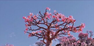 Socotra: la isla donde la naturaleza creó un mundo que parece de otro planeta