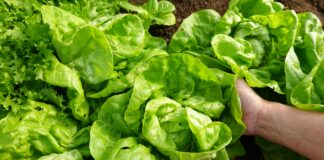 Autoridades de Michigan intensifican pesquisa por posible vínculo entre verduras de hoja y un brote intestinal