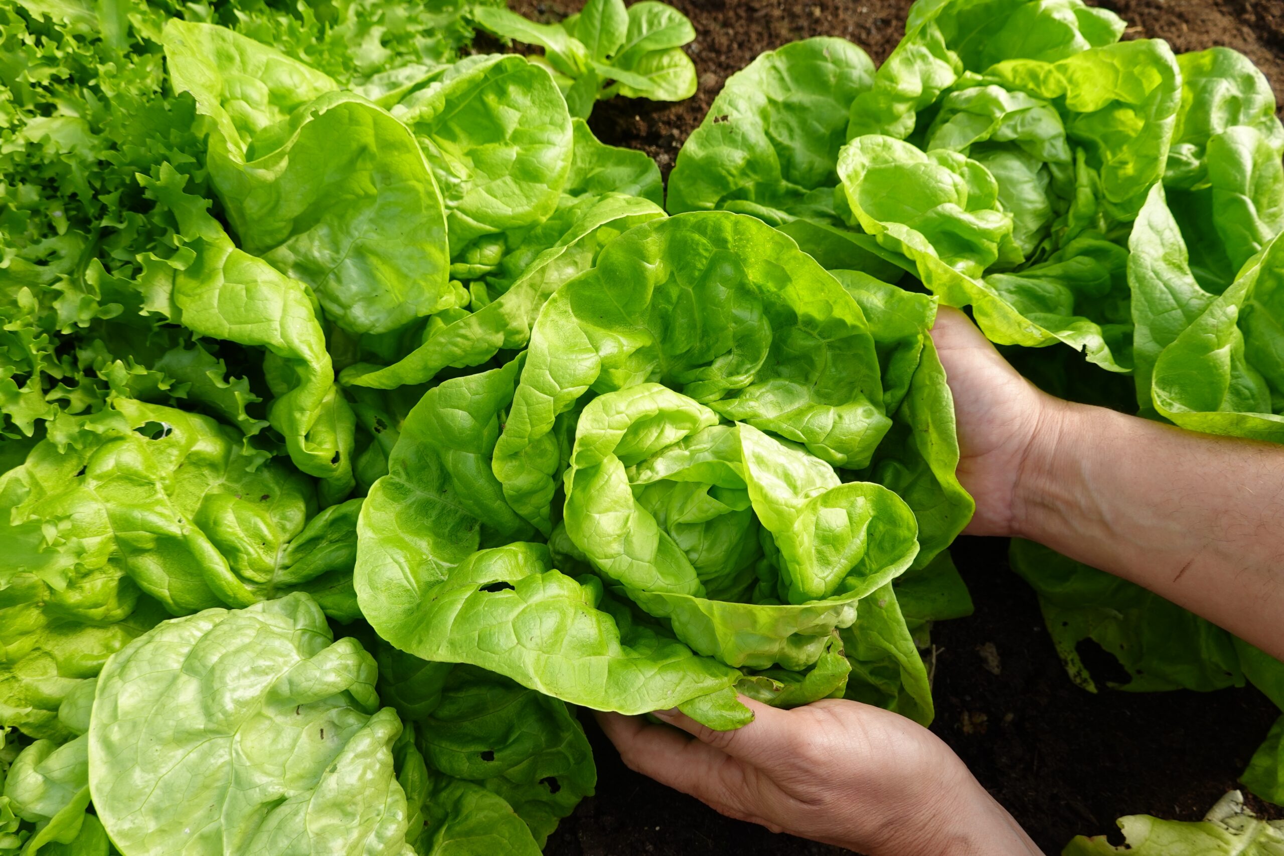 Autoridades de Michigan intensifican pesquisa por posible vínculo entre verduras de hoja y un brote intestinal