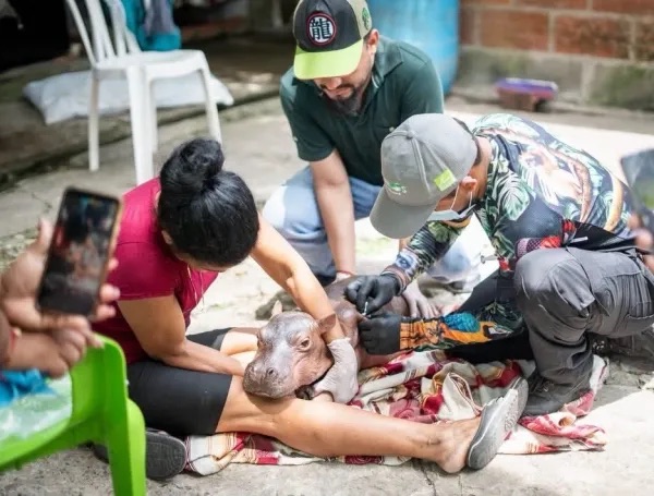 Una familia de pescadores encuentra a un hipopótamo recién nacido en estado crítico en Puerto Nare; autoridades logran rescatarlo Una familia de pescadores encuentra a un hipopótamo recién nacido en estado crítico en Puerto Nare; autoridades logran rescatarlo