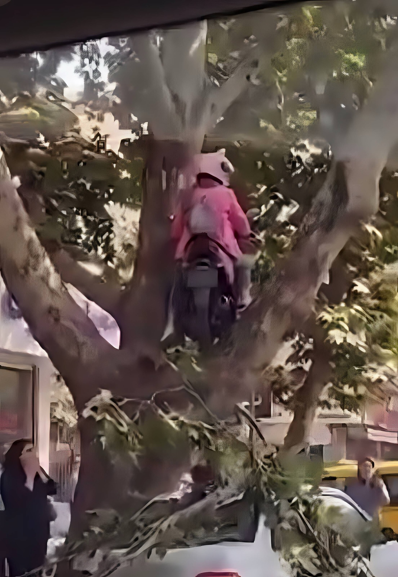 Joven pierde el control de su motocicleta y termina sobre un árbol en El Paraíso