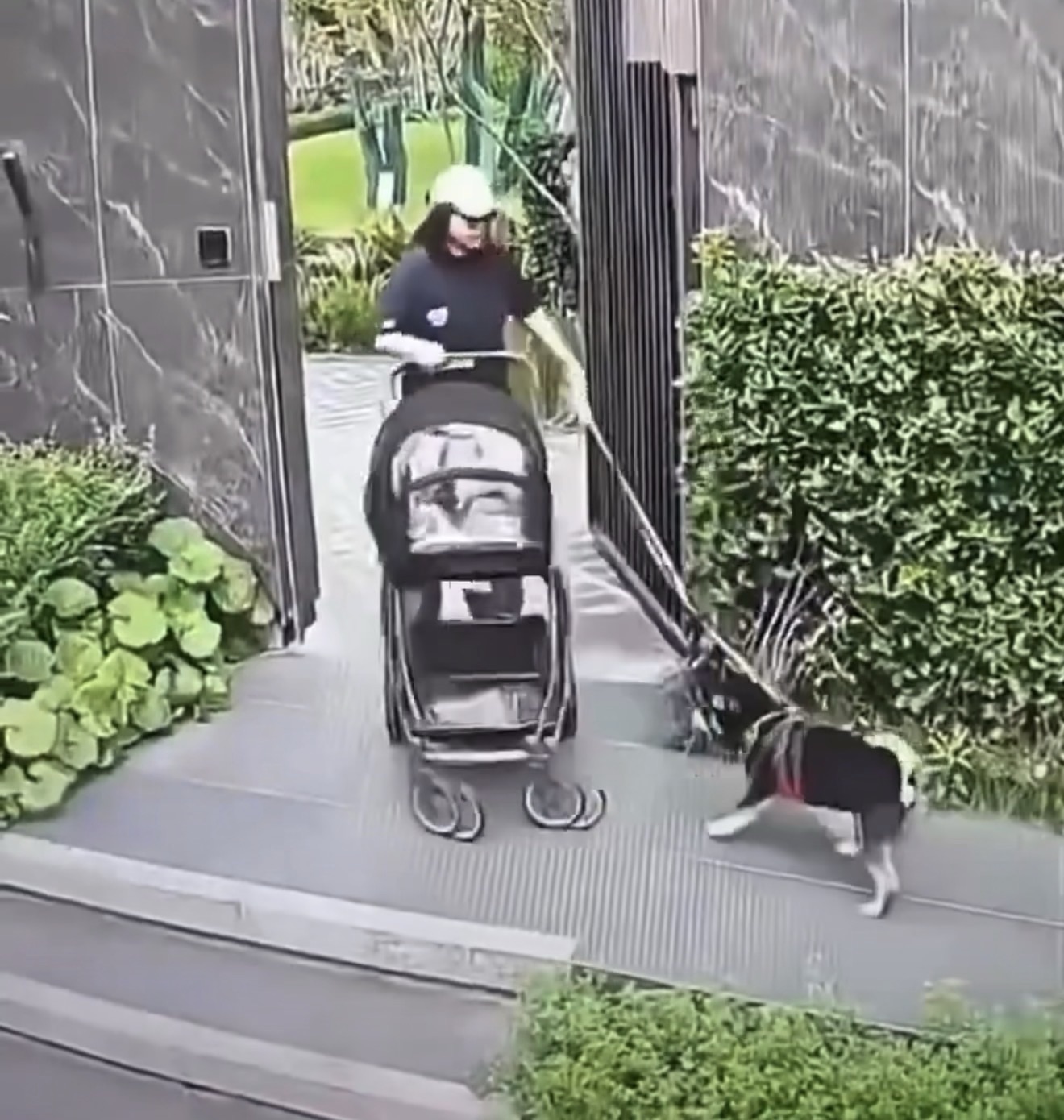 Viral: Mujer protege a su perro y vuelca la carriola de su bebé, desata debate en redes